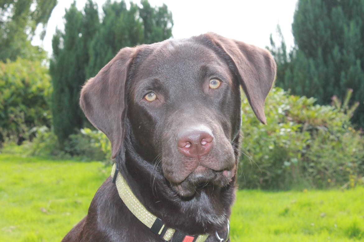 Labrador retriever Bailey billede 14