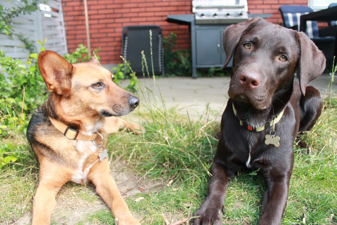 Labrador retriever Bailey billede 15