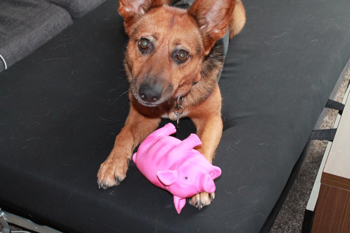 Blanding af racer Foxy billede 27