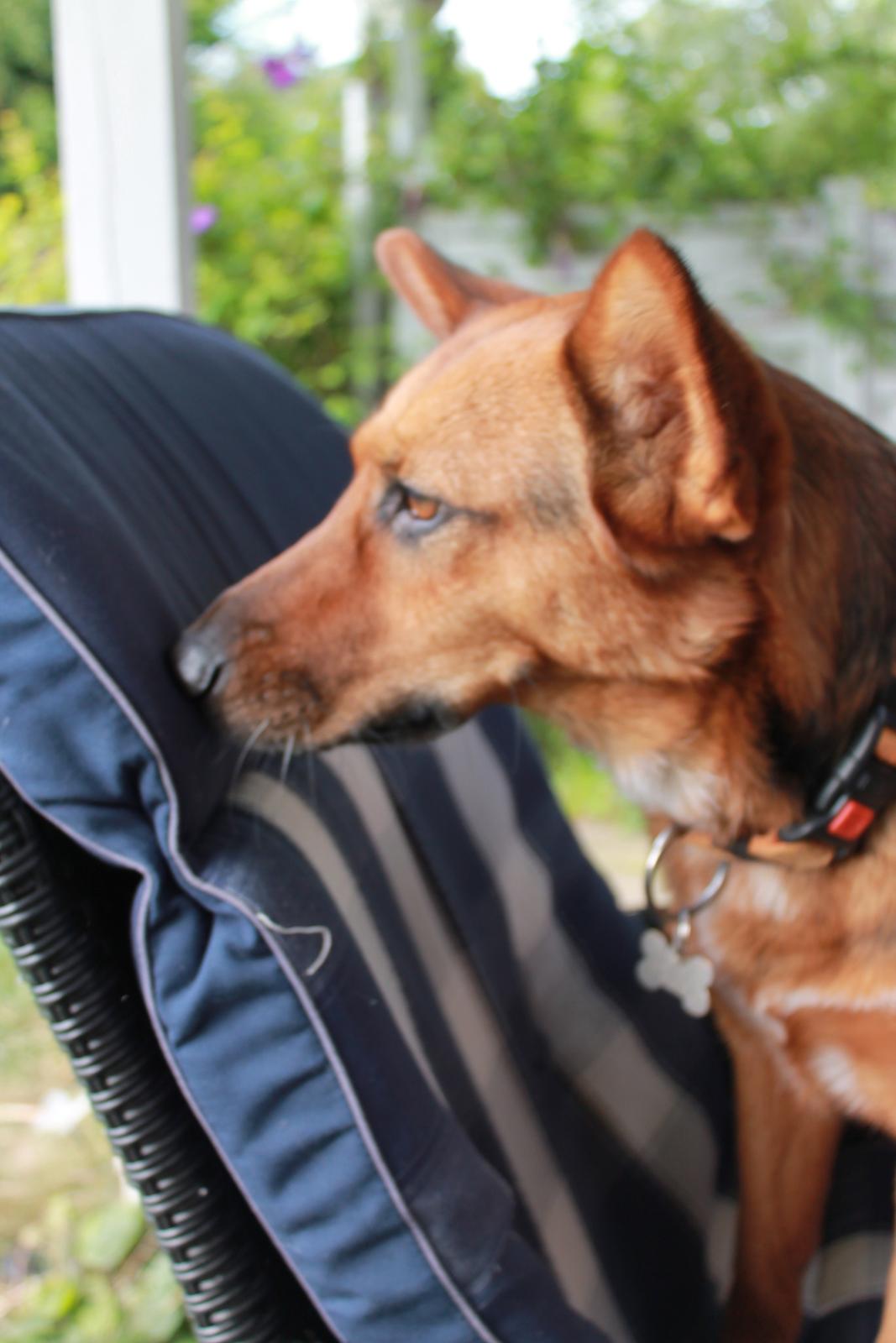 Blanding af racer Foxy billede 28