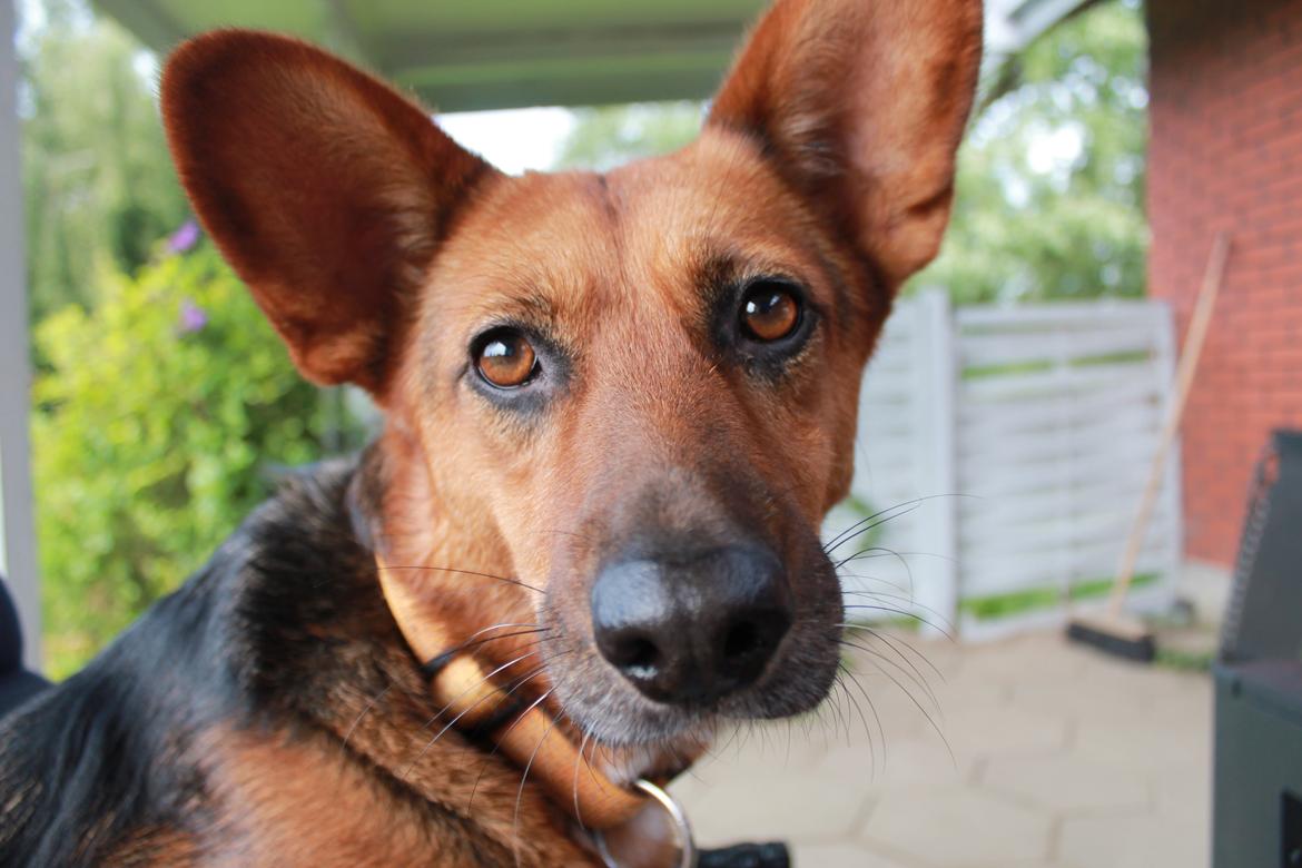 Blanding af racer Foxy billede 29