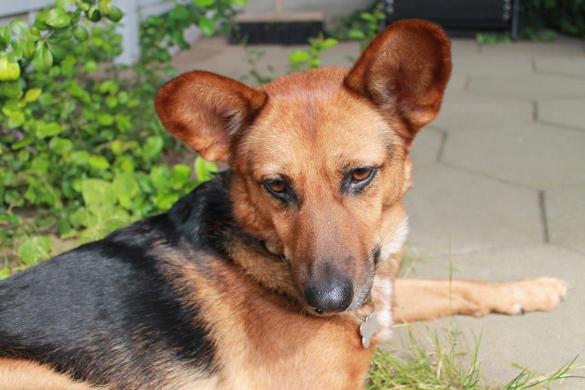 Blanding af racer Foxy billede 30