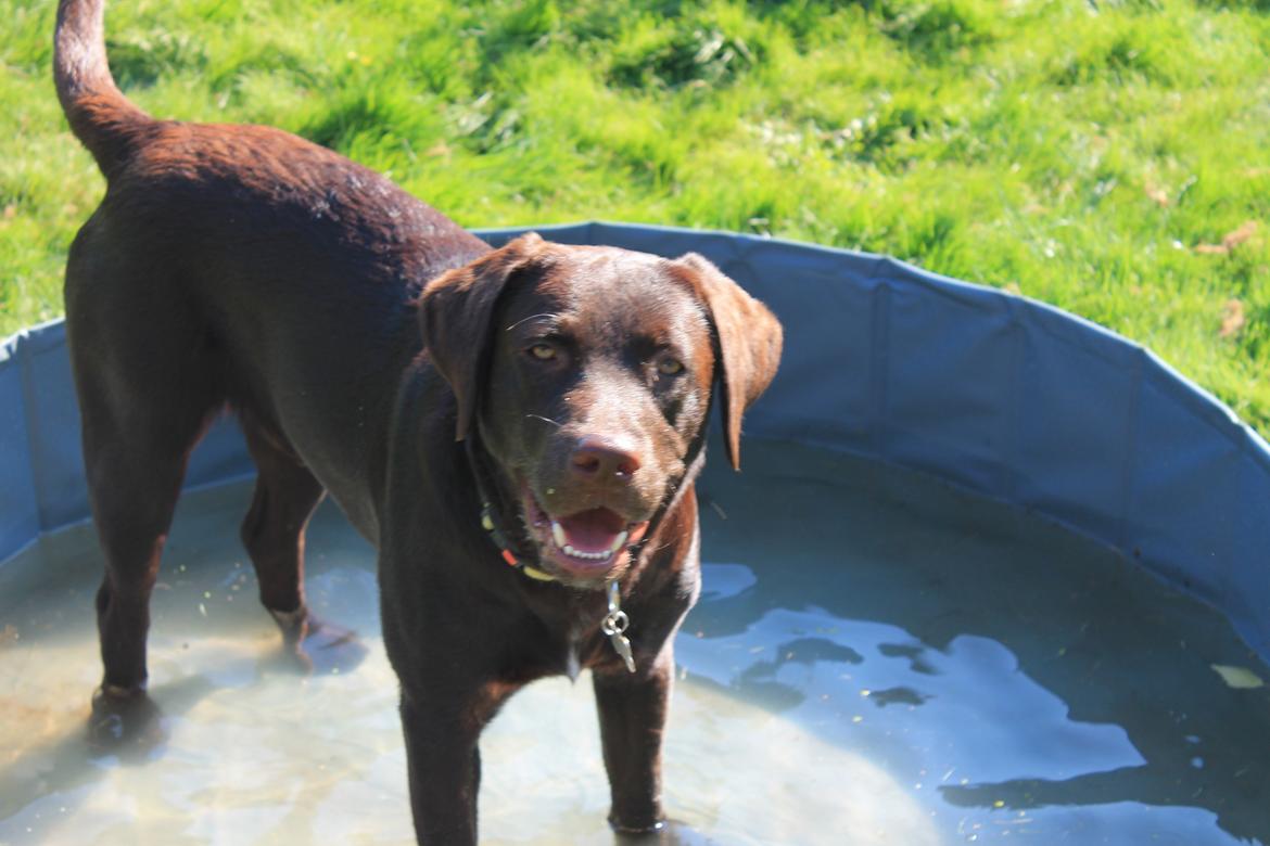 Labrador retriever Bailey billede 16