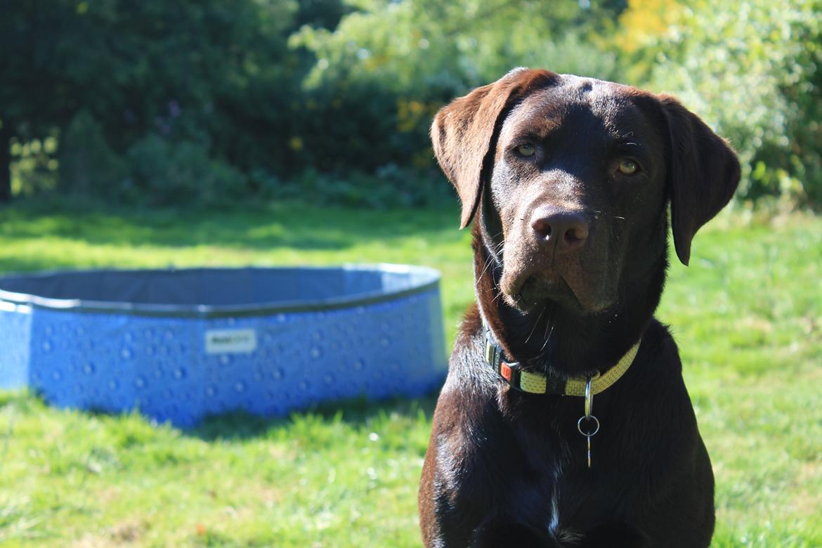 Labrador retriever Bailey billede 17