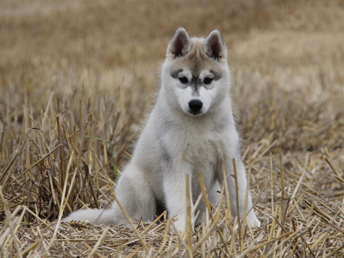 Siberian husky Nova billede 11