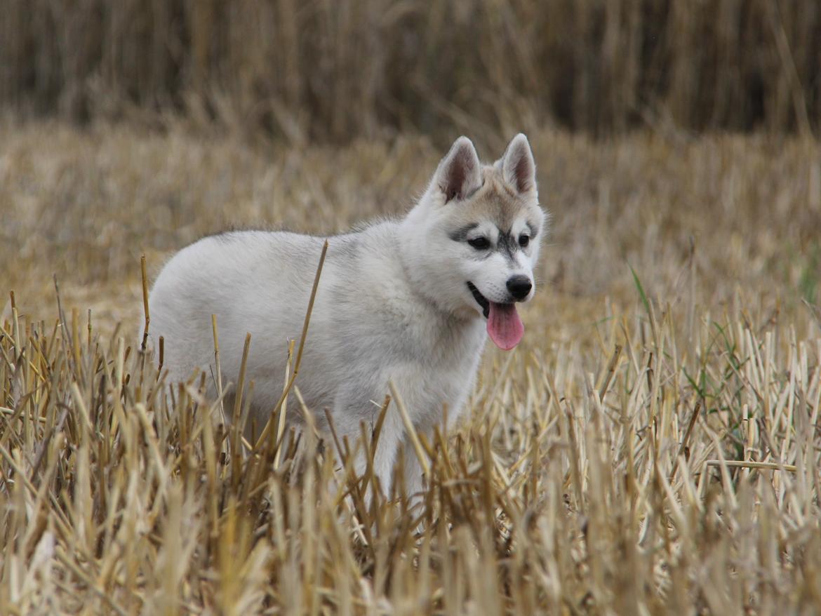 Siberian husky Nova billede 12