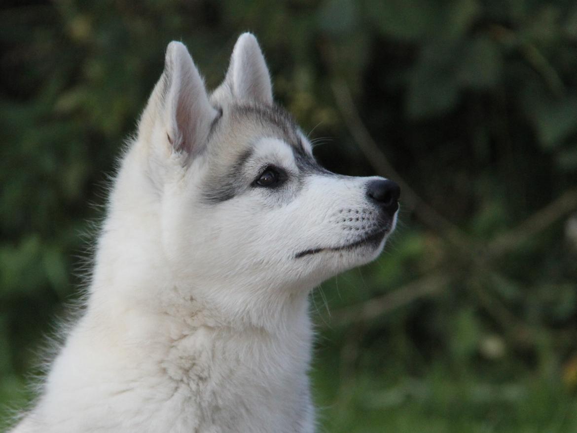 Siberian husky Nova billede 14