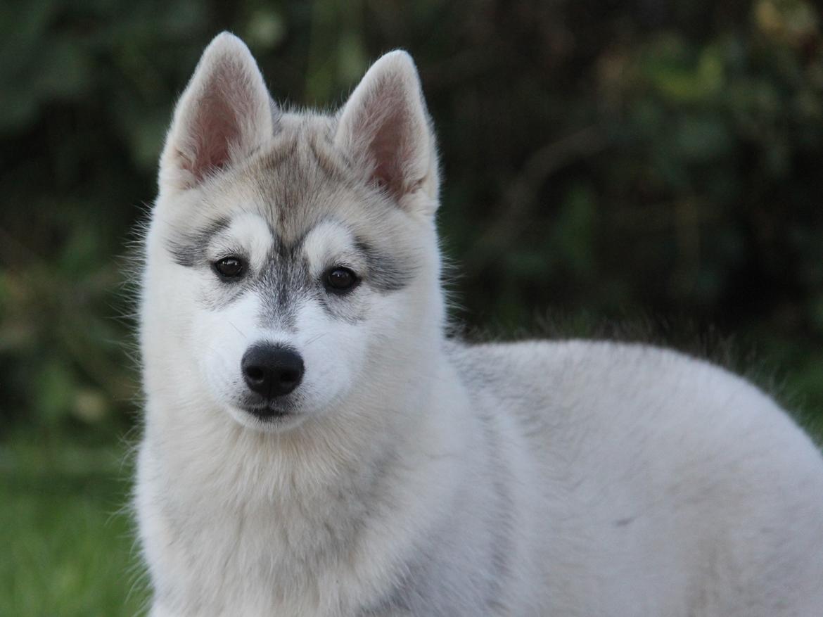 Siberian husky Nova billede 15