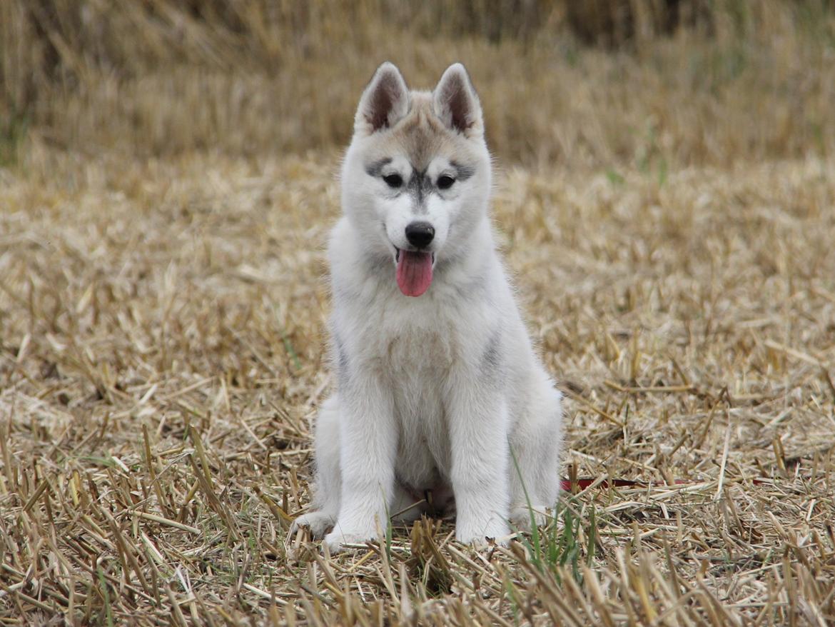 Siberian husky Nova billede 13