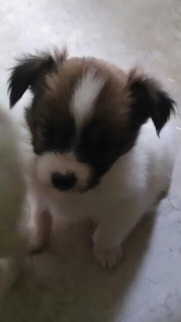 Papillon Charlie billede 10