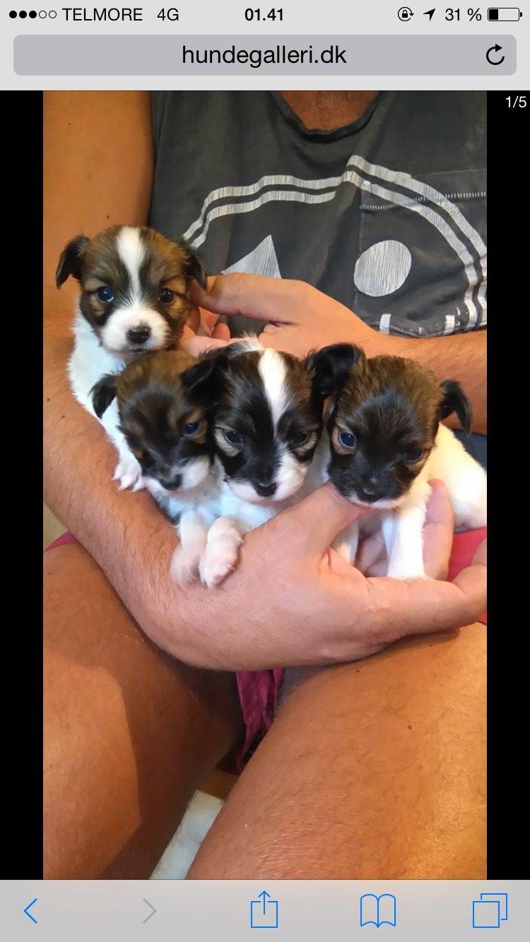 Papillon Charlie - Charlie er hvalpen helt til vestre. Jeg var ikke et sekund i tvivl om det var ham det skulle være😍 billede 7