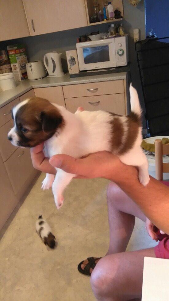 Papillon Charlie billede 8