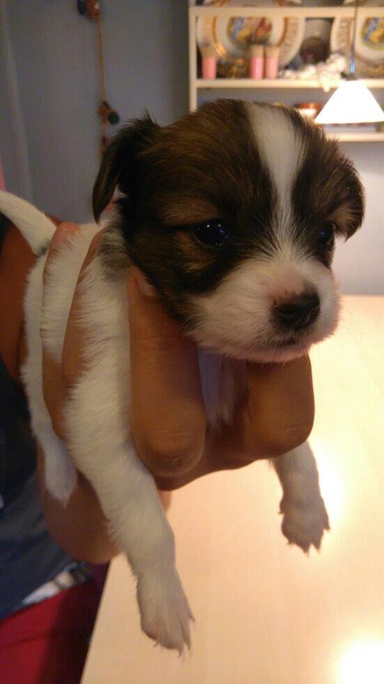 Papillon Charlie billede 9