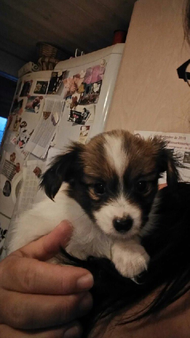 Papillon Charlie - Taget den 22/8-15 og er derved det nyeste billede vi har modtaget fra opdrætter😄 billede 11