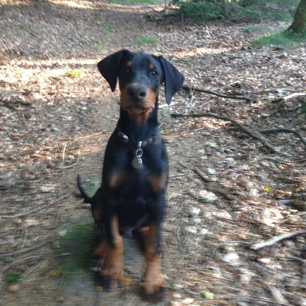 Dobermann Marco - hej billede 11