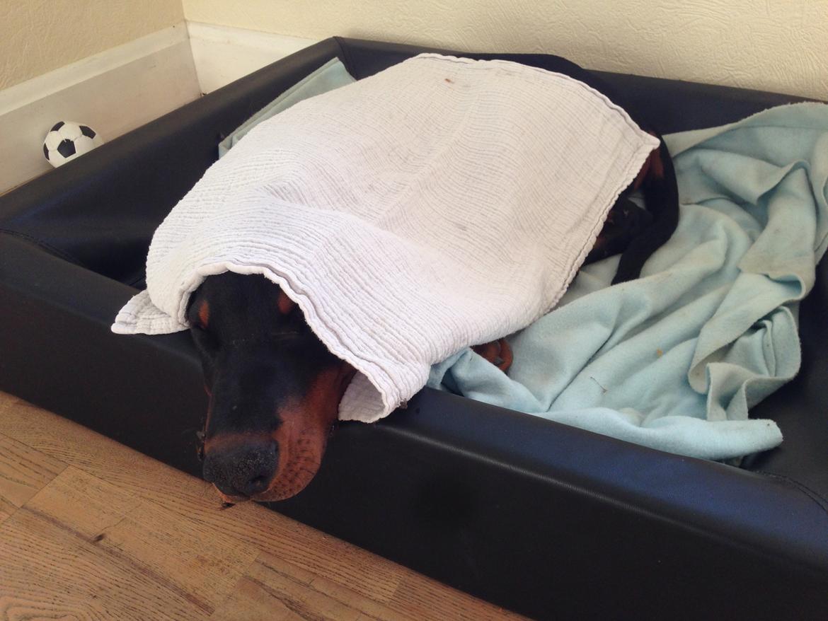 Dobermann Marco - hvad gør man ikke for at slippe for fluer billede 12