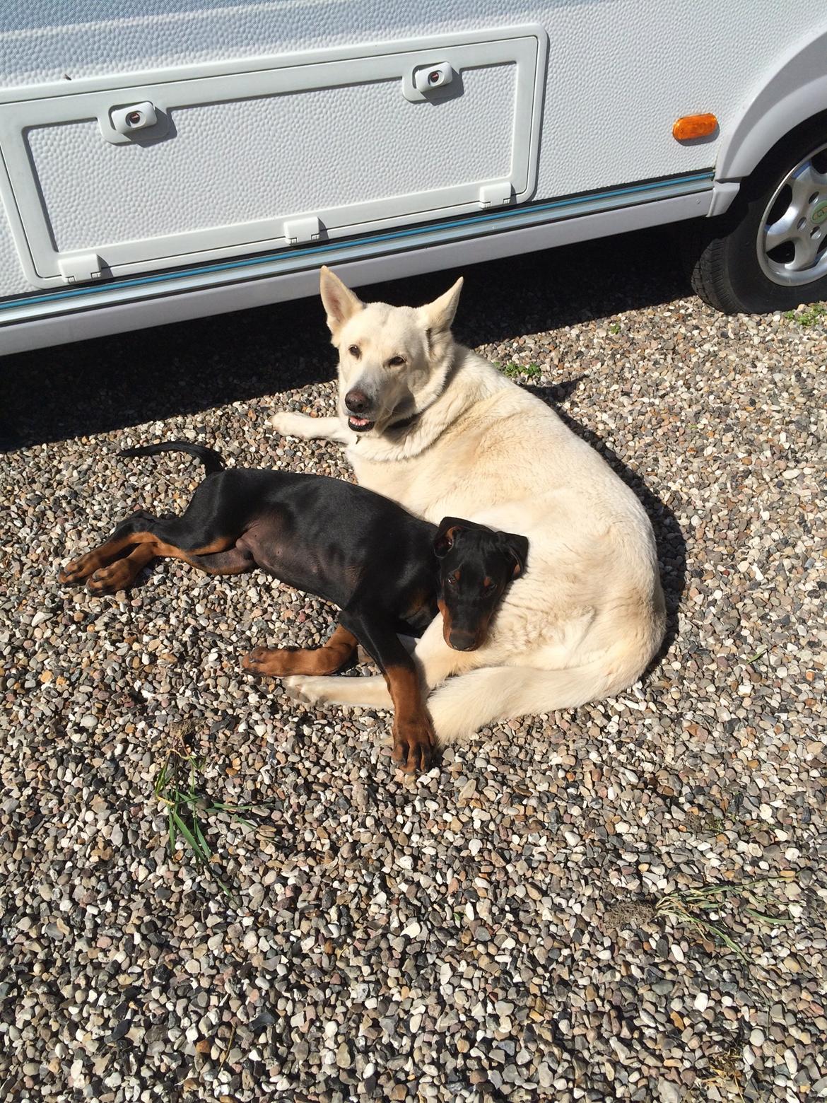 Dobermann Marco - Tenna, min reserve mor ;-) billede 13