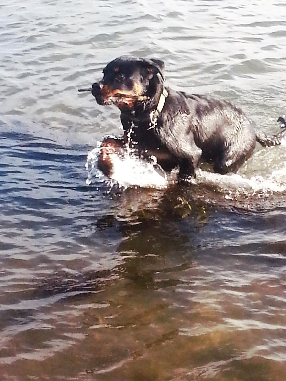 Rottweiler Hedegårds Xander billede 14