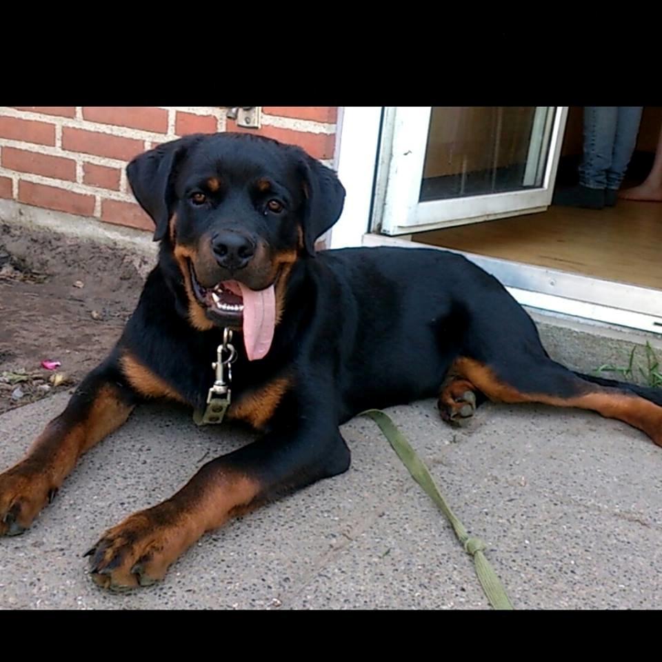 Rottweiler Hedegårds Xander billede 15