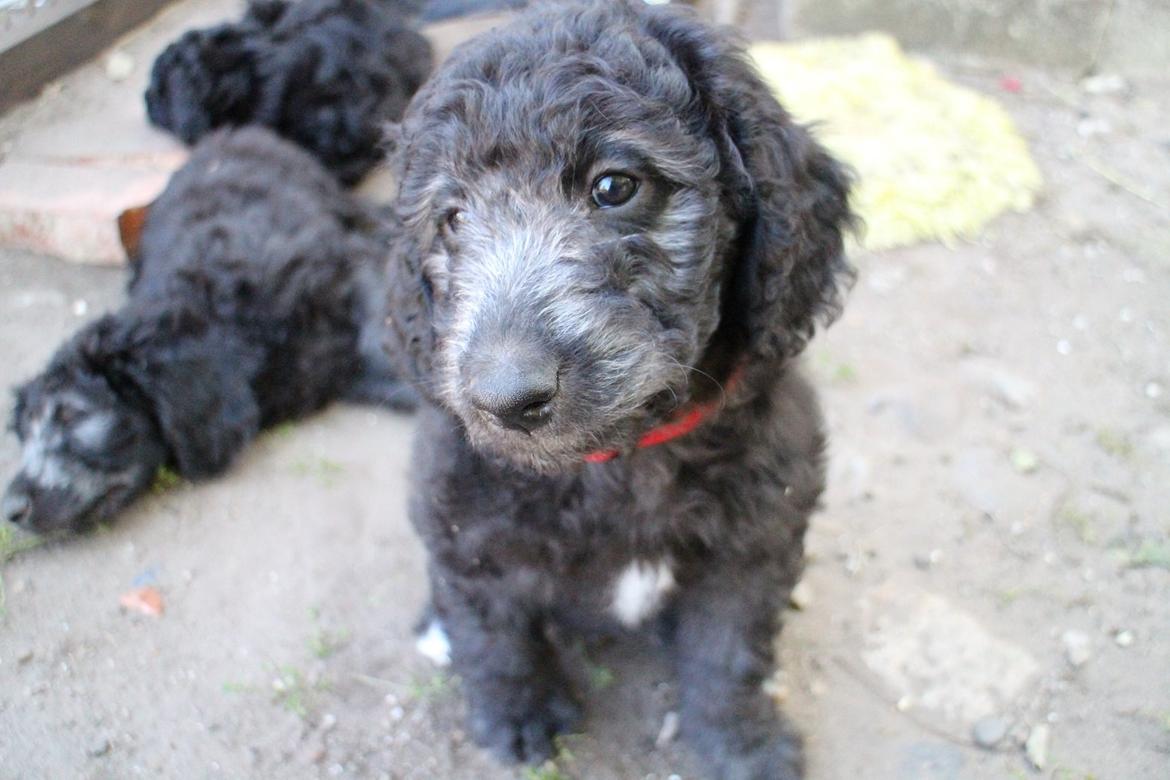 Blanding af racer Lilly (F1B Sproodle) billede 22