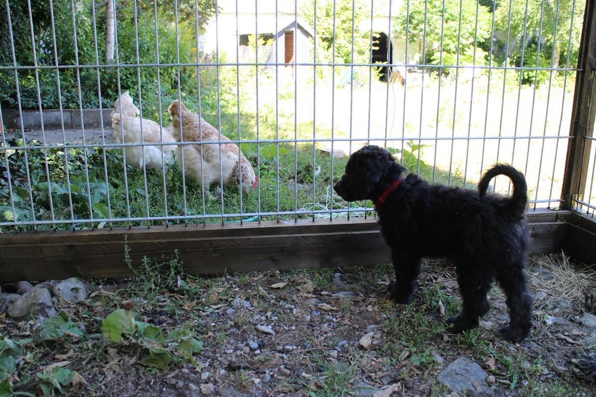 Blanding af racer Lilly (F1B Sproodle) billede 24