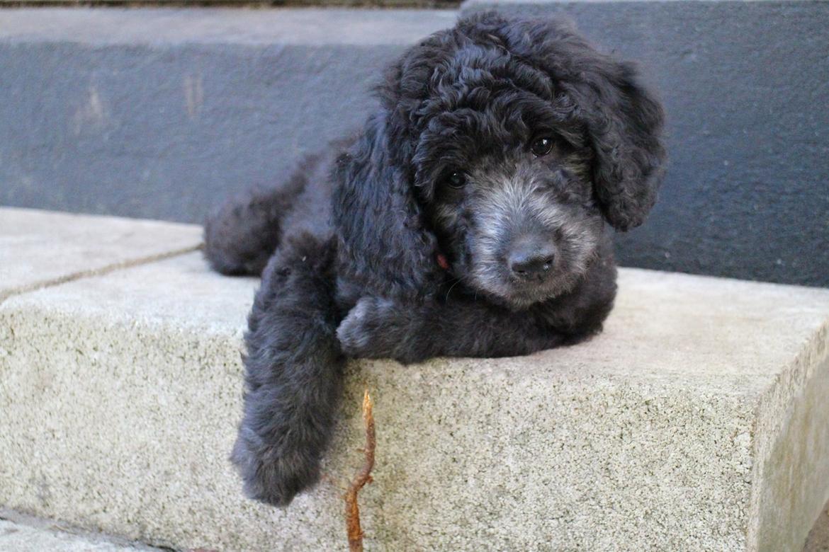 Blanding af racer Lilly (F1B Sproodle) billede 23