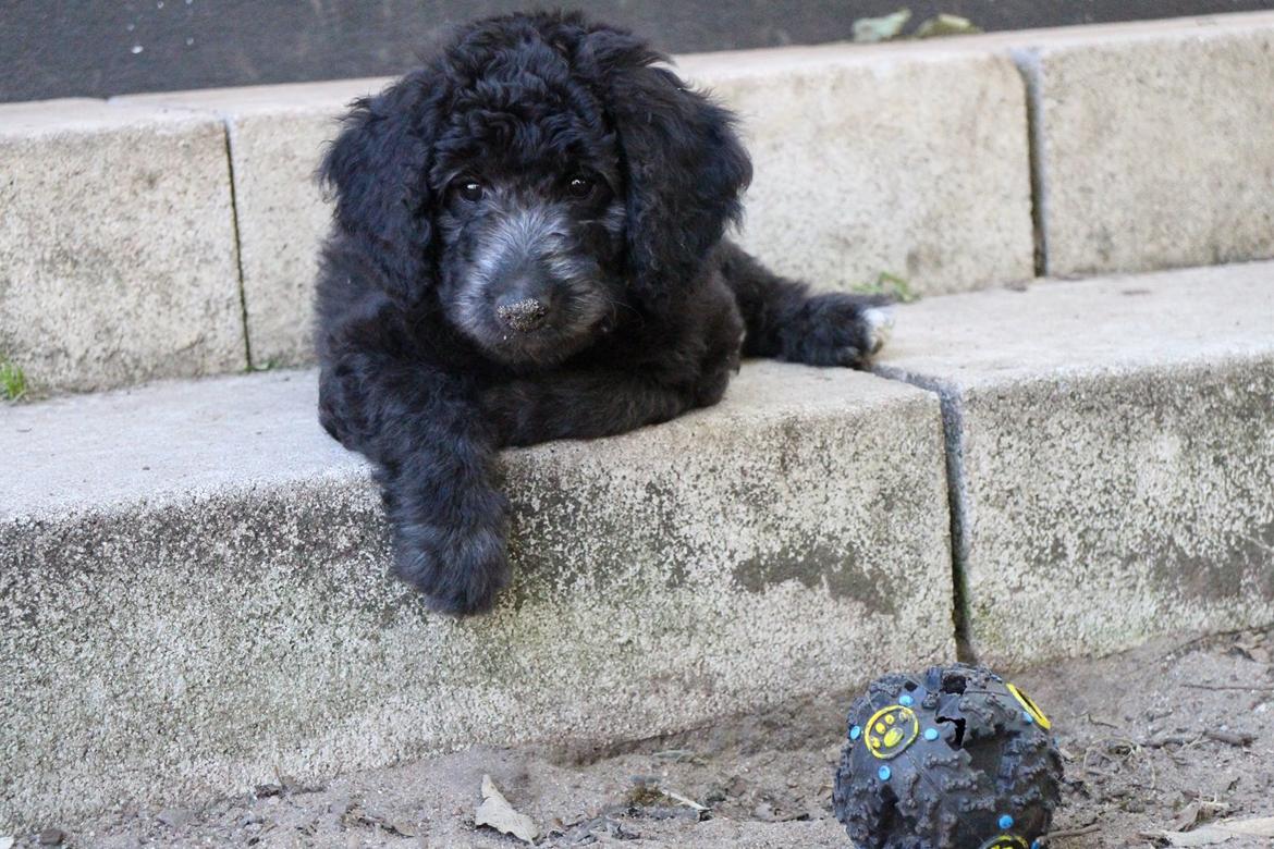 Blanding af racer Lilly (F1B Sproodle) billede 25