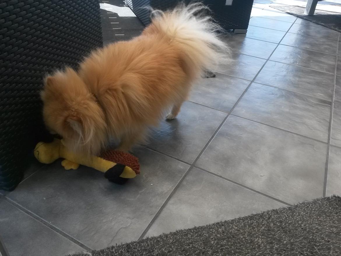 Pomeranian Jack D - yndlings pivedyr/ sovebamse billede 19