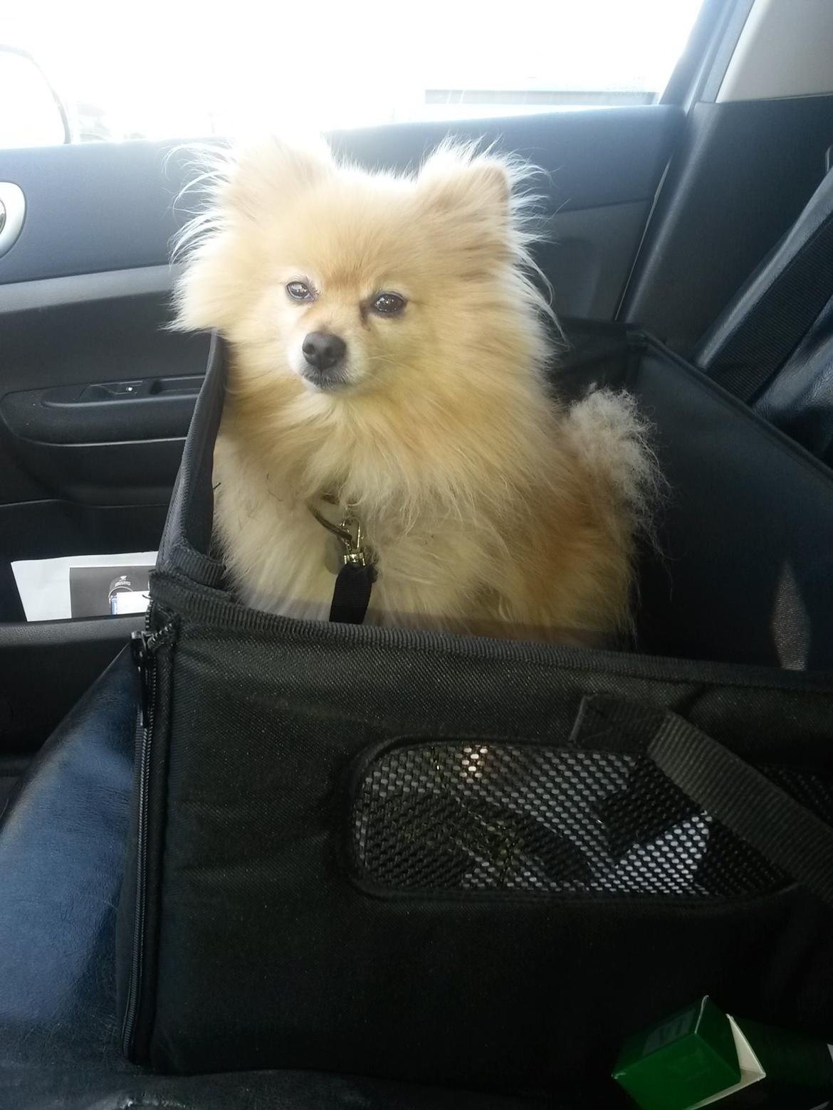 Pomeranian Jack D - Kurv med sele til bilen billede 20