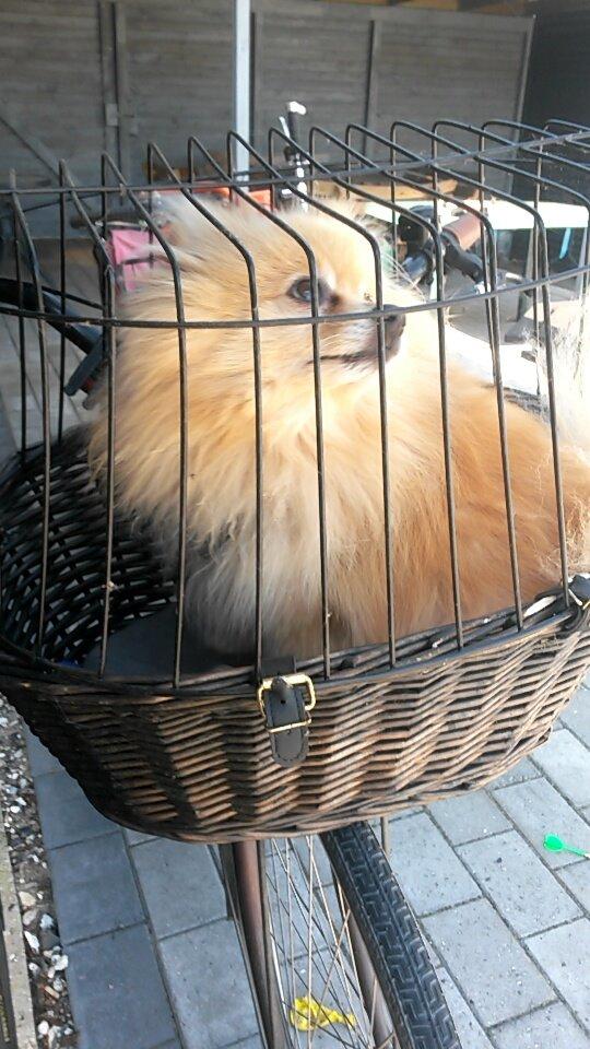 Pomeranian Jack D - Sikkerheds cykelkurv billede 21