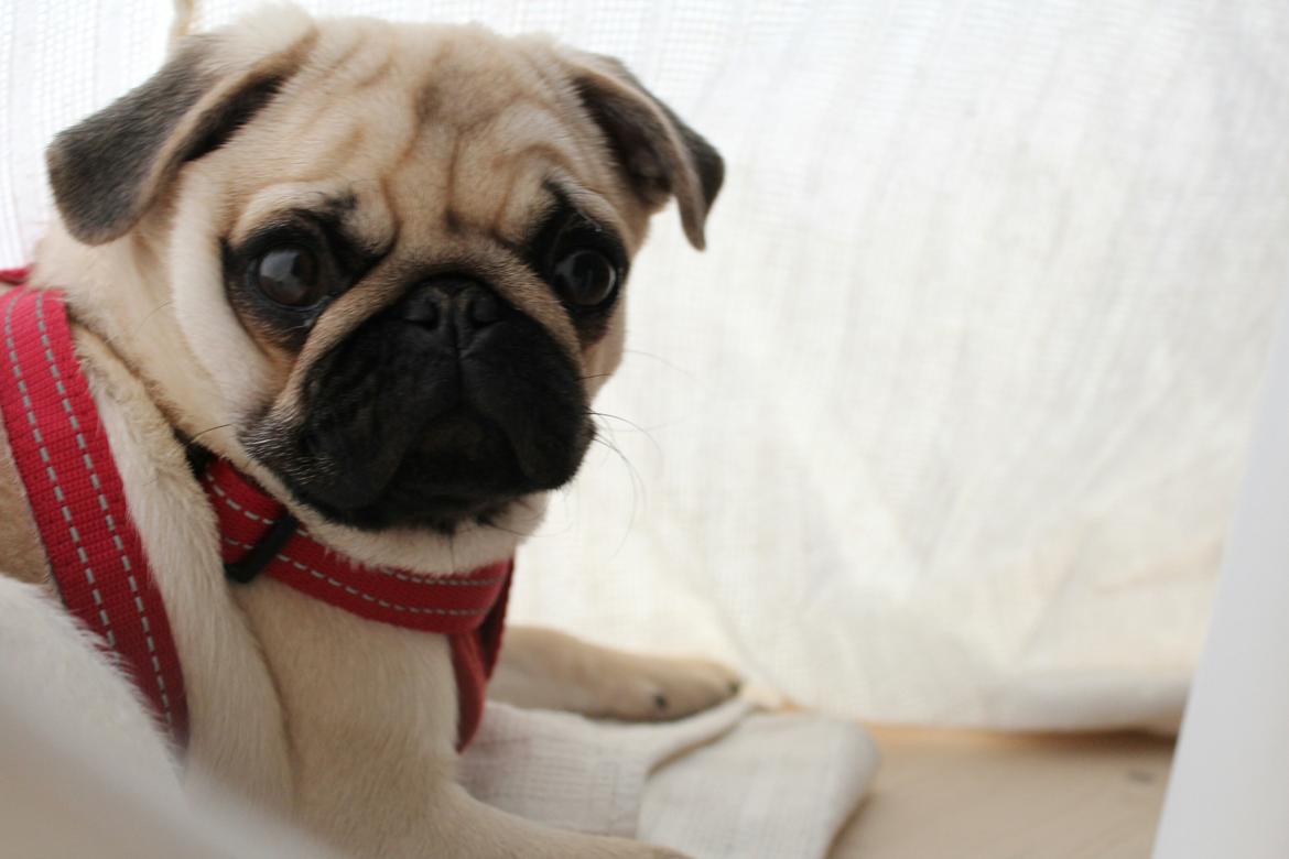 Mops Bodil billede 1