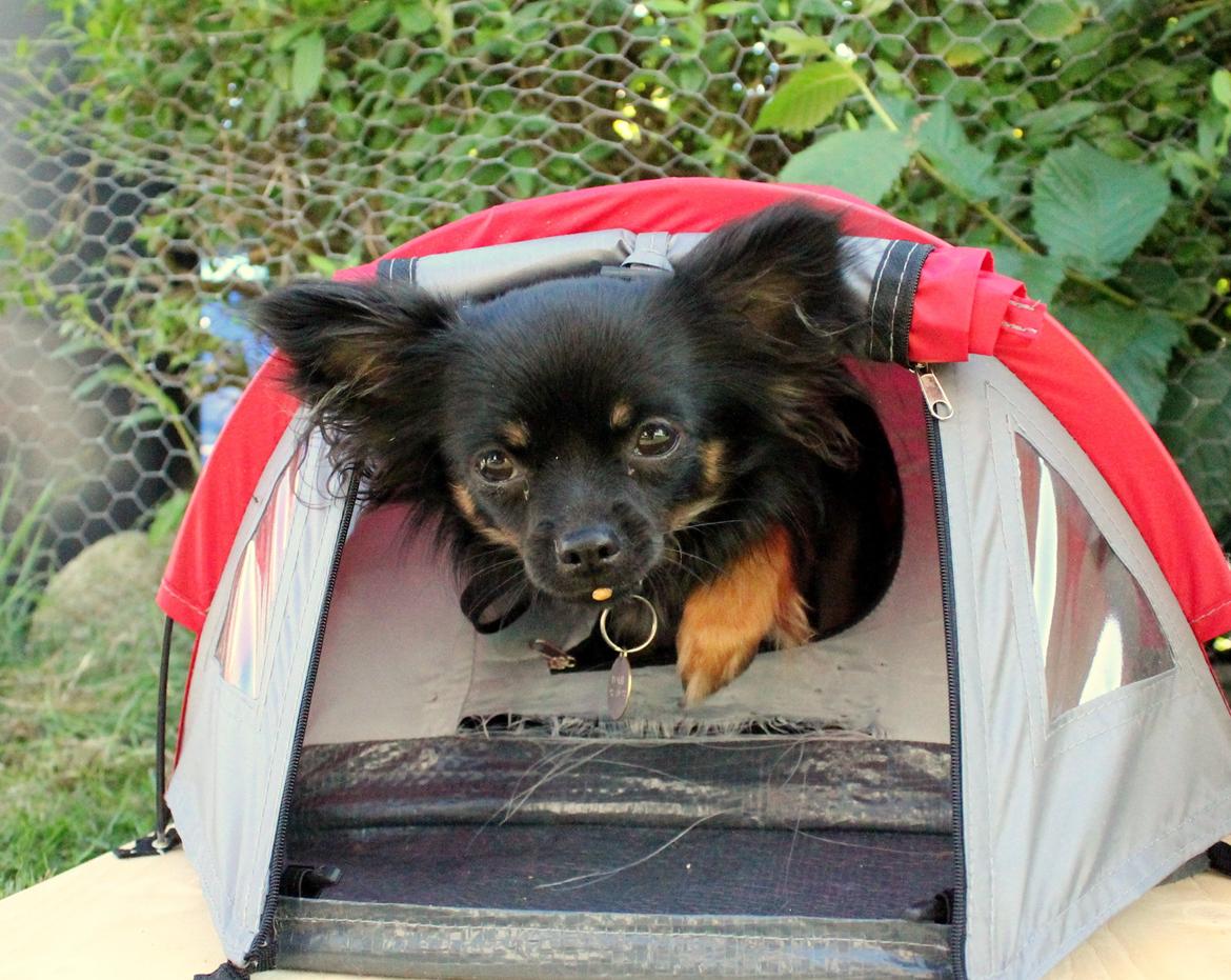 Chihuahua Paya - 9-08-2015 billede 38