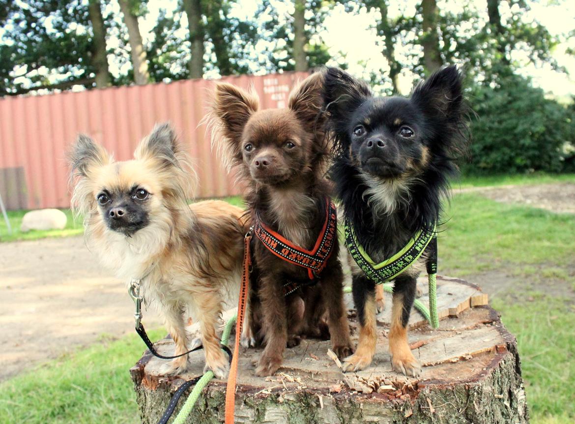 Chihuahua Paya - 07-08-2015 billede 37