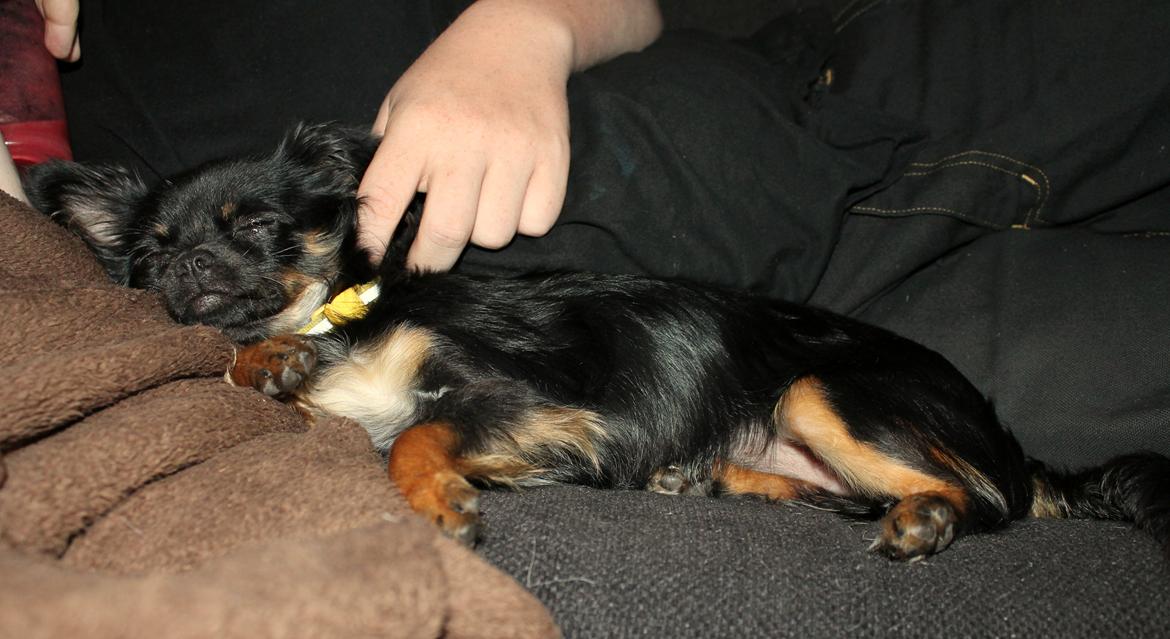 Chihuahua Paya - 17-07-2015 billede 35