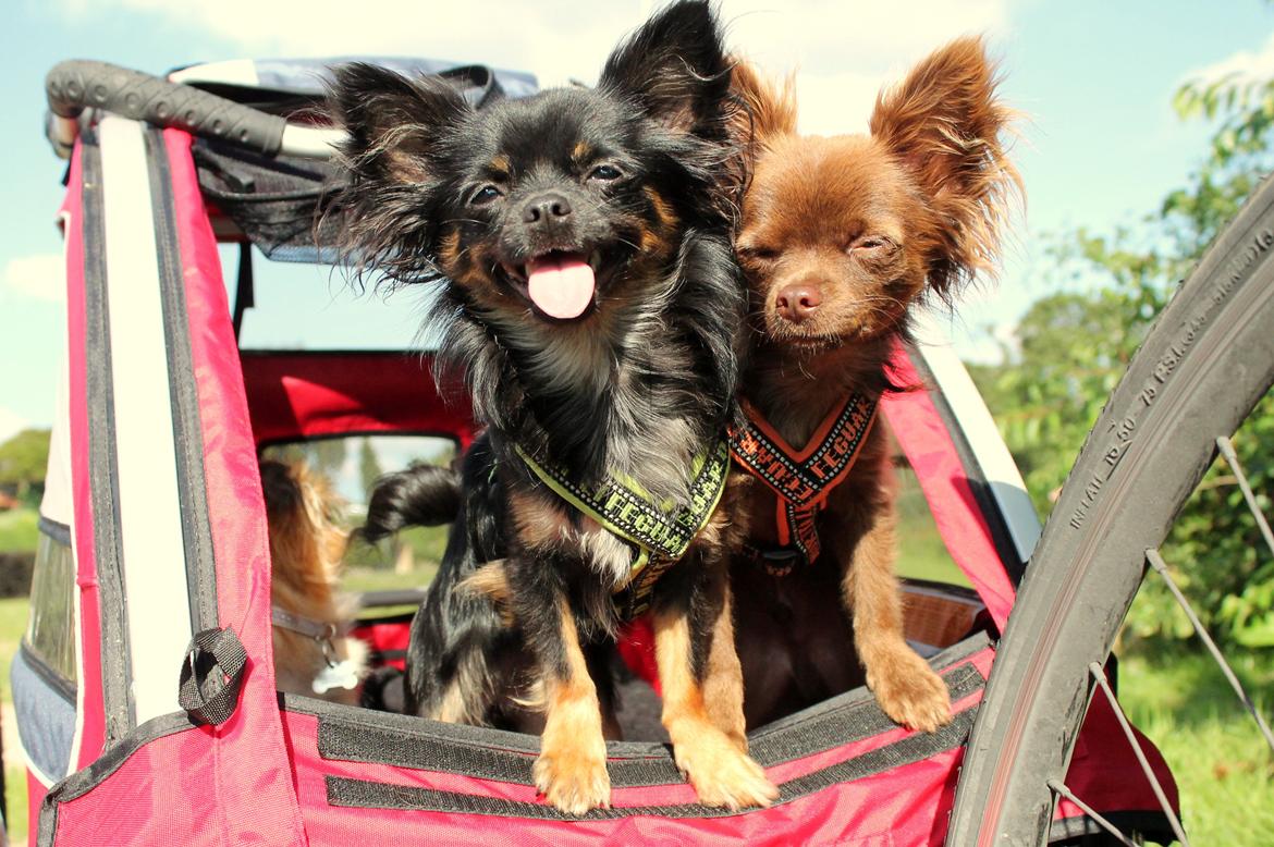 Chihuahua Paya - 7-08-2015 billede 36