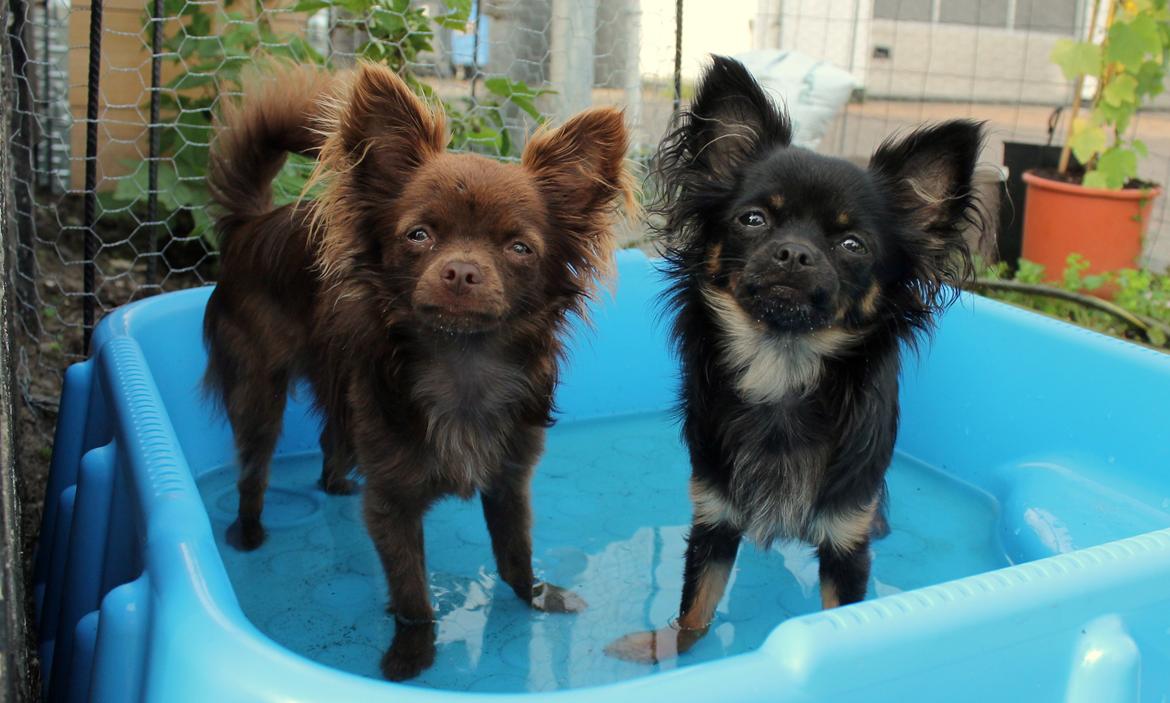 Chihuahua Paya - 04-07-2015 billede 34