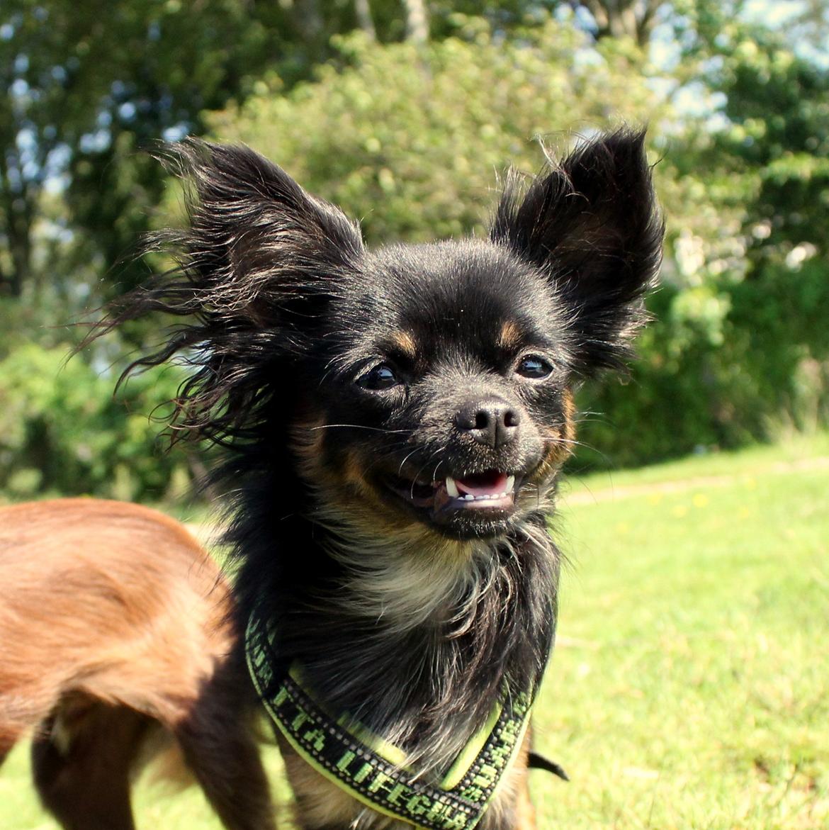 Chihuahua Paya - 22-08-2015 billede 39