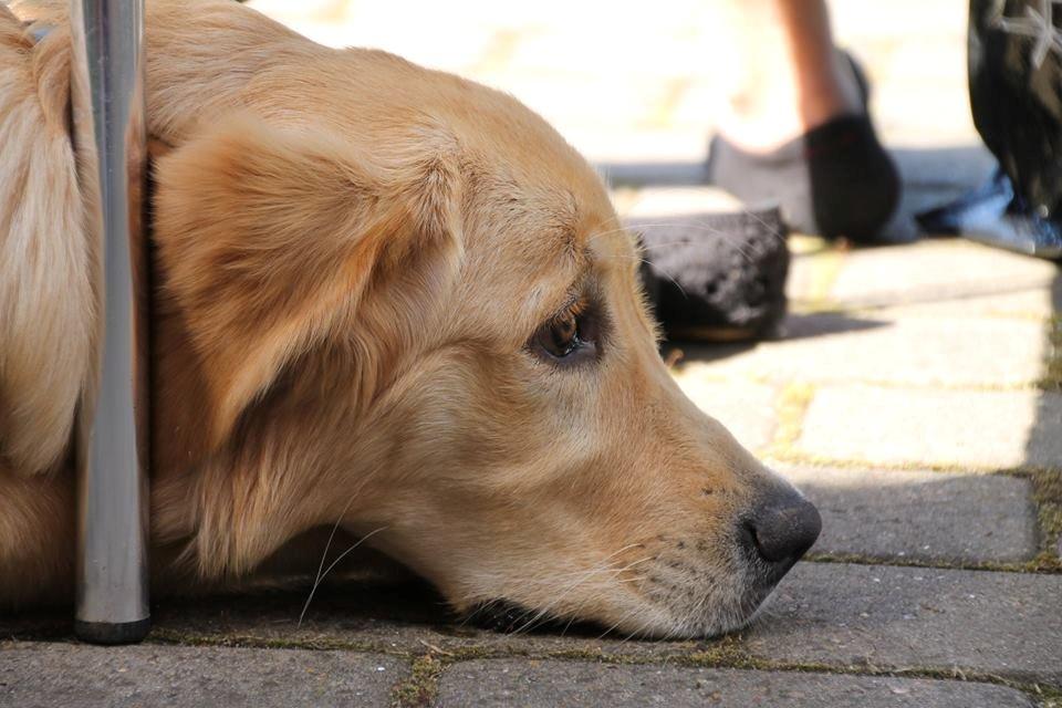 Golden retriever Carlo billede 9