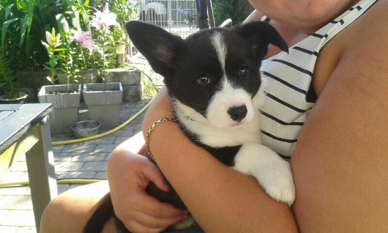 Welsh corgi cardigan Blondie's U 4 Ever  billede 1