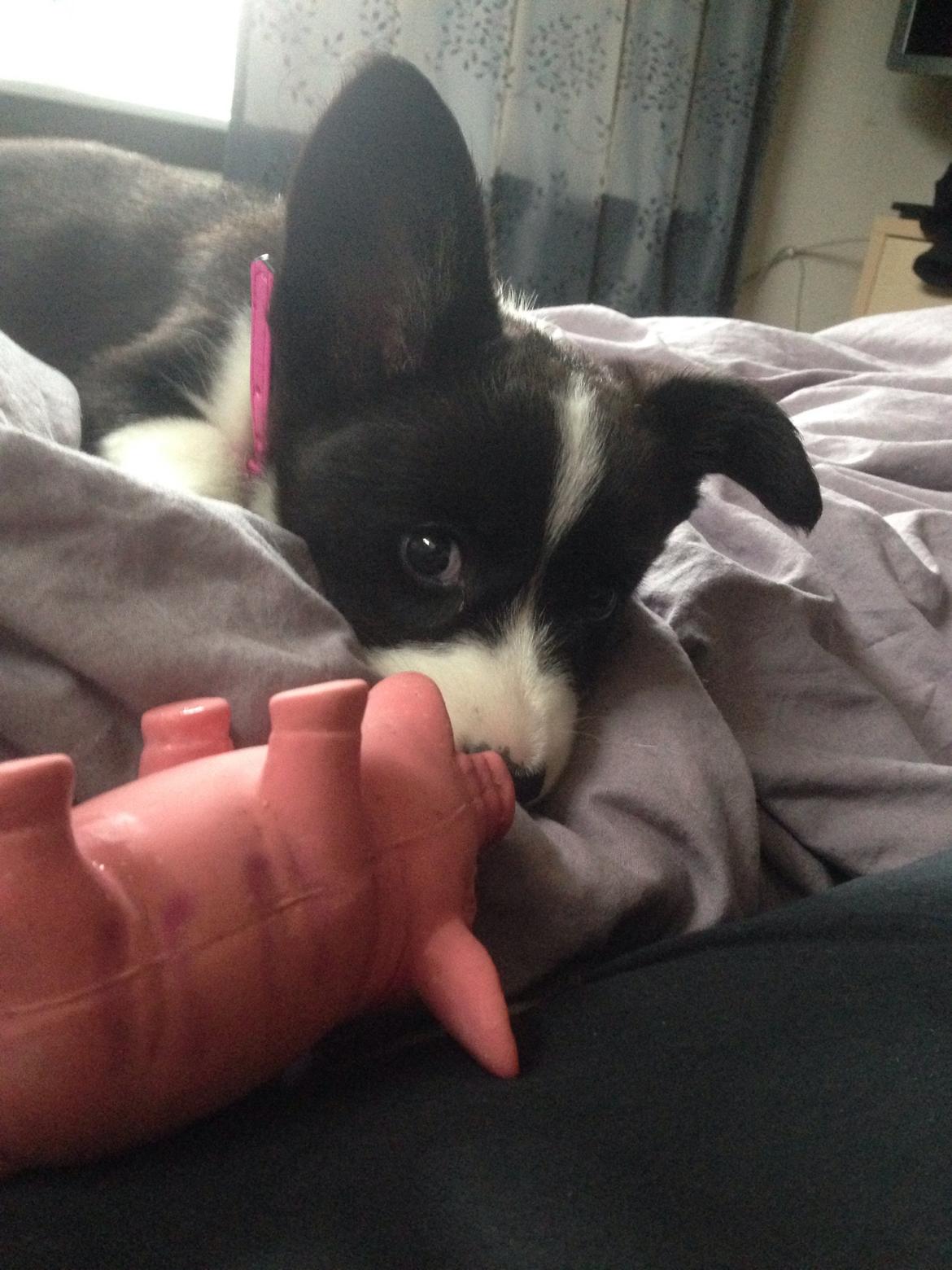 Welsh corgi cardigan Blondie's U 4 Ever  billede 3