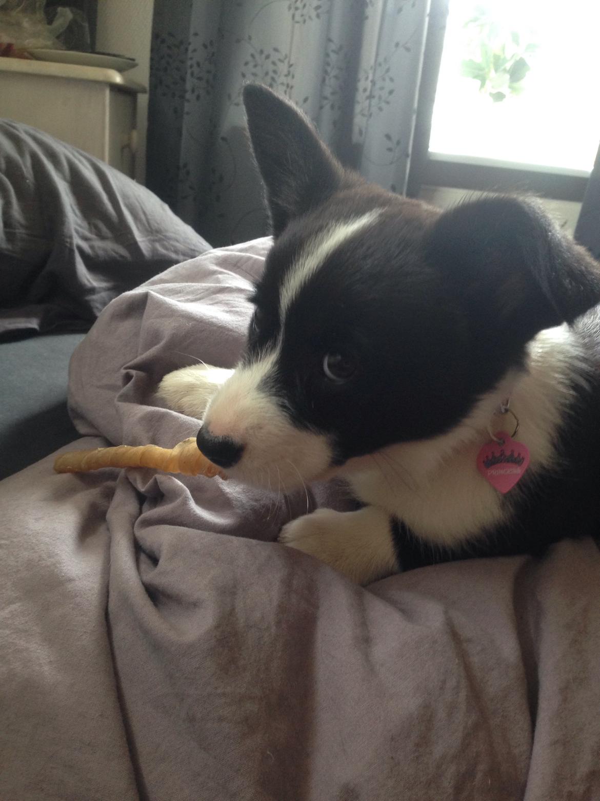 Welsh corgi cardigan Blondie's U 4 Ever  billede 2