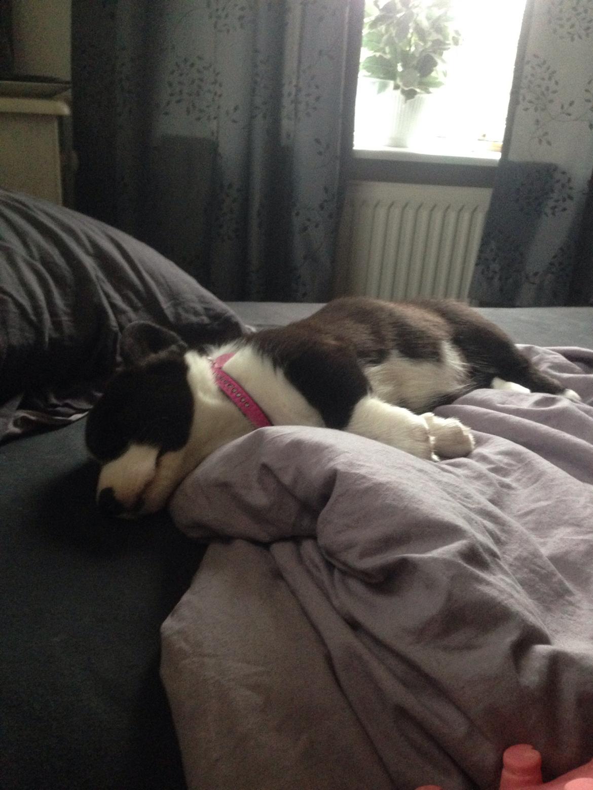 Welsh corgi cardigan Blondie's U 4 Ever  billede 5