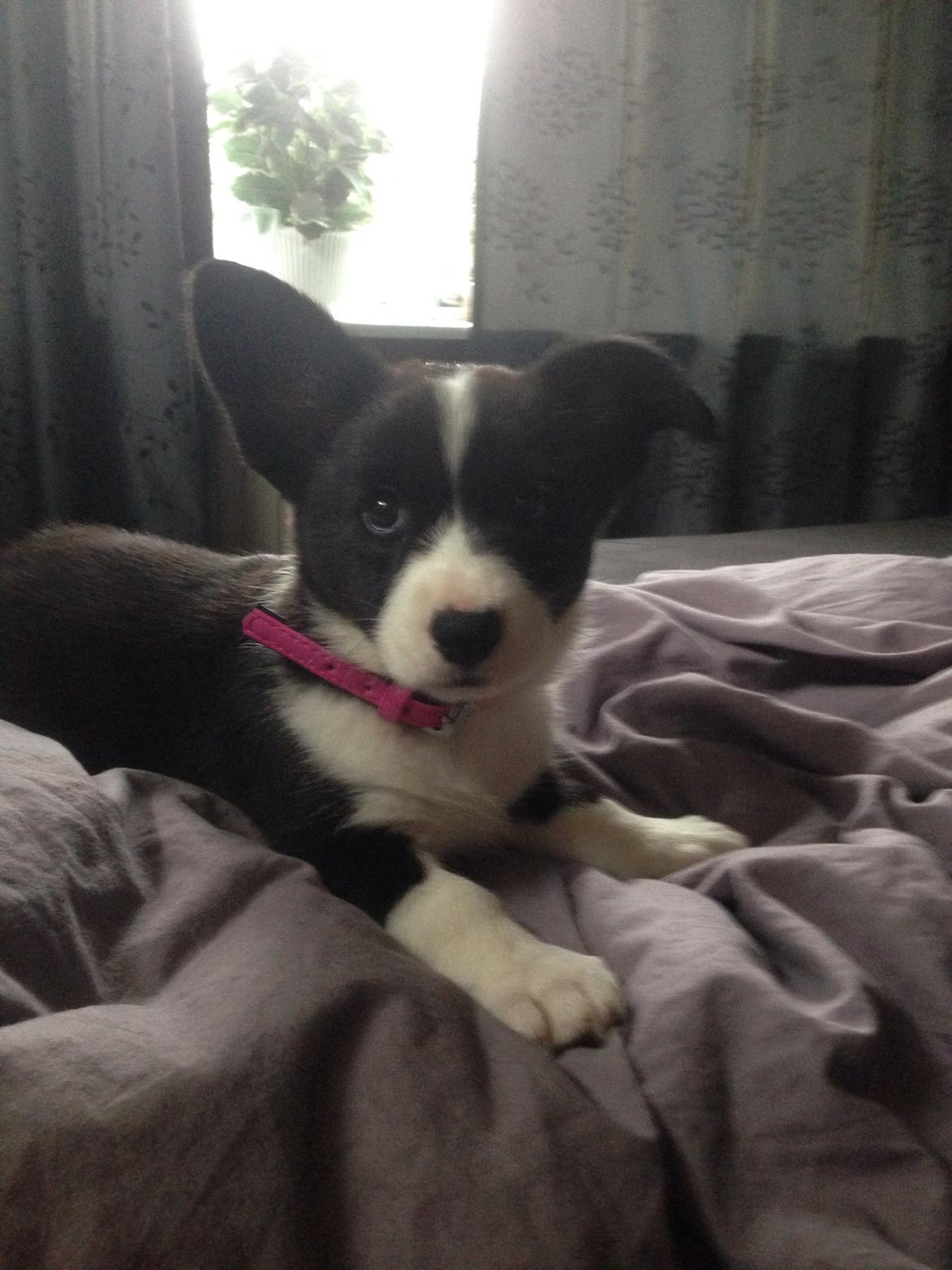 Welsh corgi cardigan Blondie's U 4 Ever  billede 4