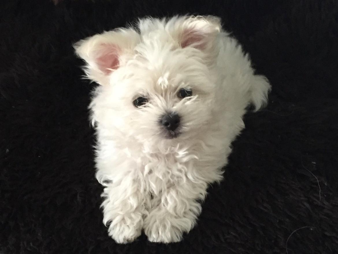 Malteser Sille Abi billede 4