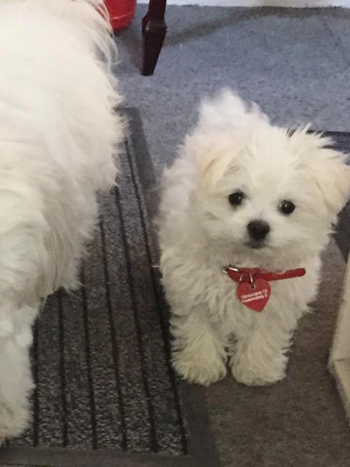 Malteser Sille Abi billede 2