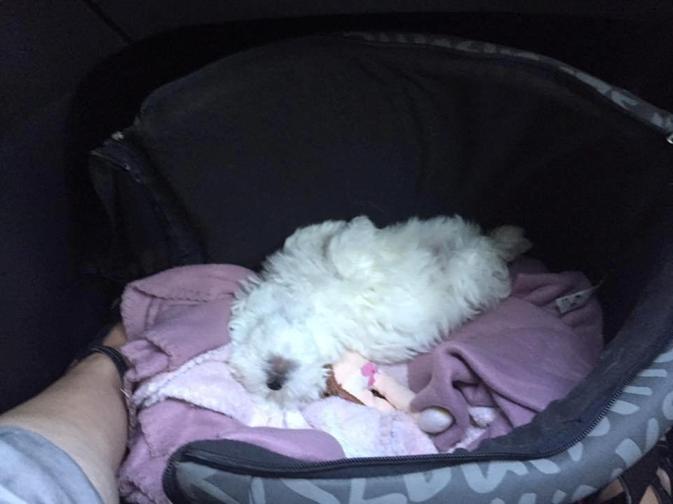 Malteser Sille Abi billede 8