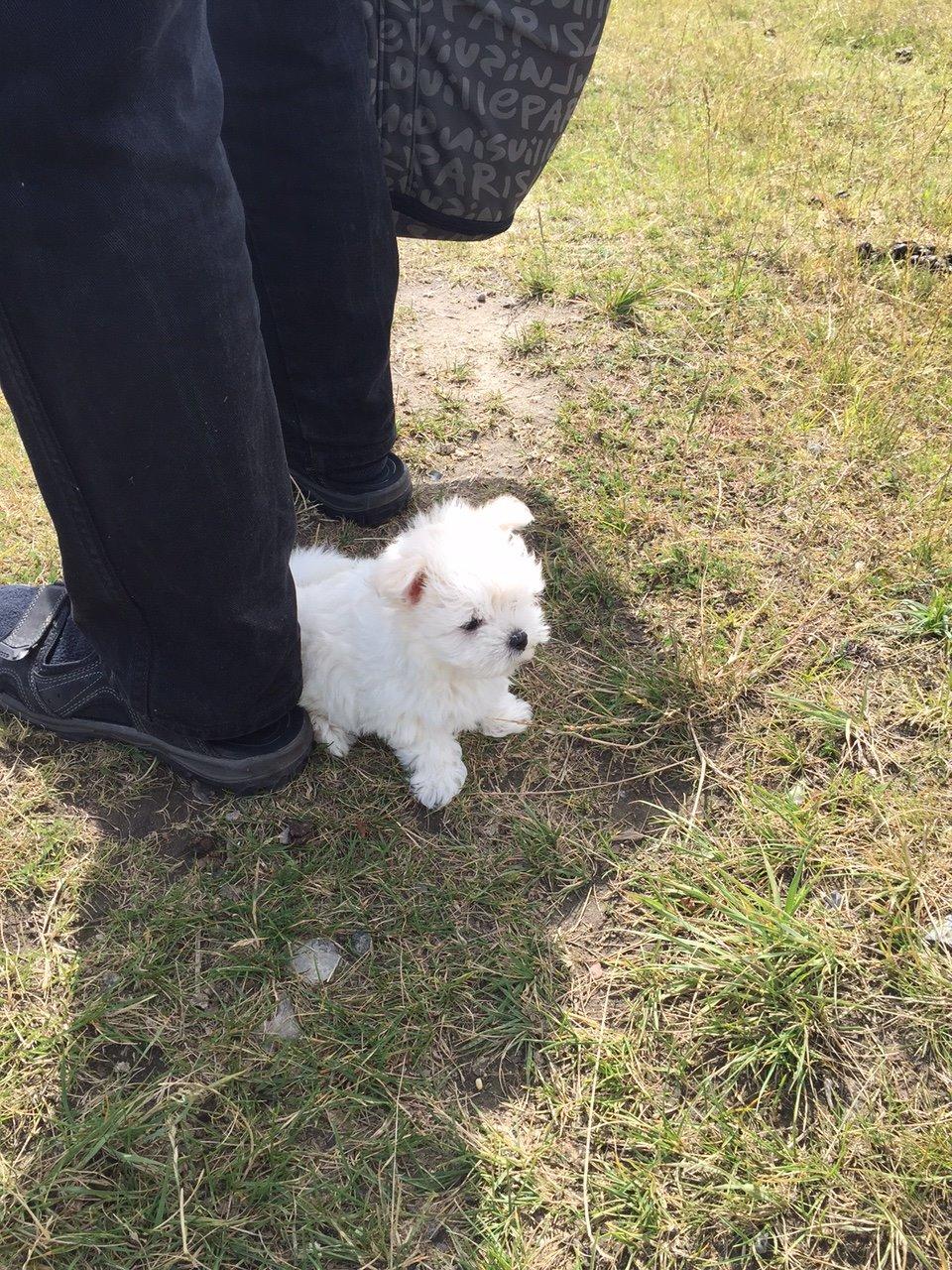 Malteser Sille Abi billede 7