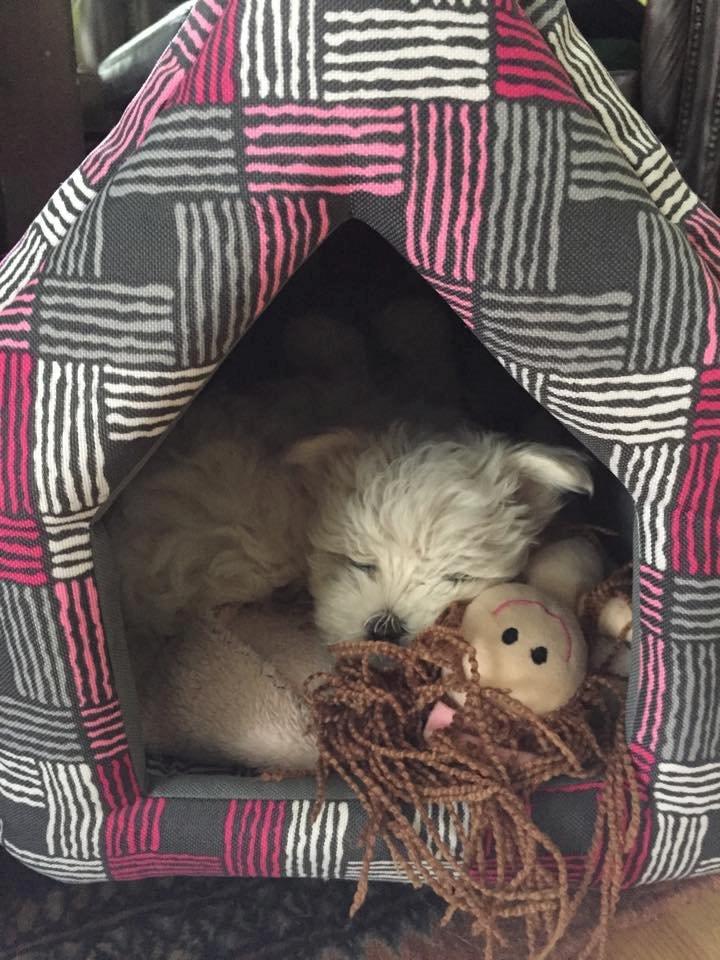 Malteser Sille Abi billede 1