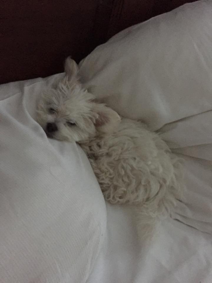 Malteser Sille Abi billede 9