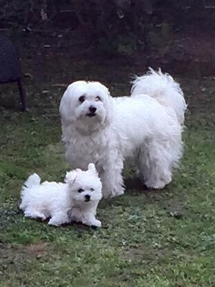 Malteser Sille Abi billede 10